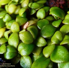 Lysimachia mauritiana. lysimaque de Maurice.primulaceae.indigène Réunion. (1).jpeg