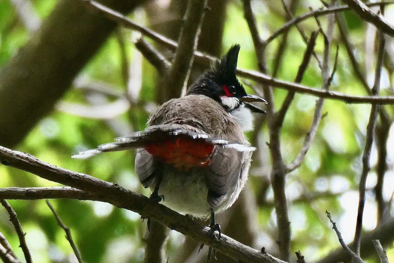 Picnonotus jocosus.Bulbul orphée.merle de Maurice. pycnonotidae.espèce invasive..jpeg