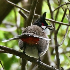 Picnonotus jocosus.Bulbul orphée.merle de Maurice. pycnonotidae.espèce invasive..jpeg