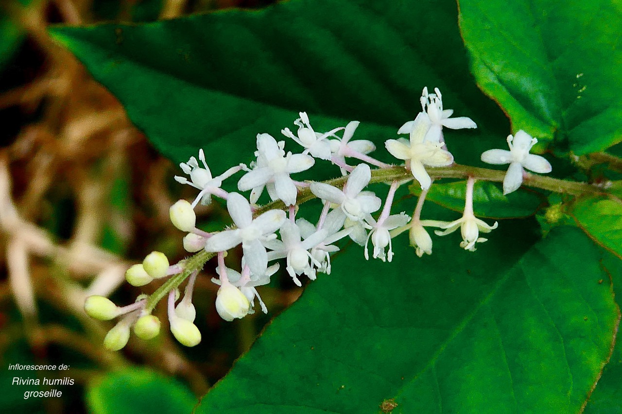 Rivina humilis.groseille.petiveriaceae.assimilé indigène. (1).jpeg