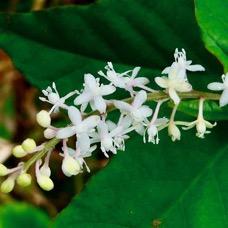 Rivina humilis.groseille.petiveriaceae.assimilé indigène. (1).jpeg