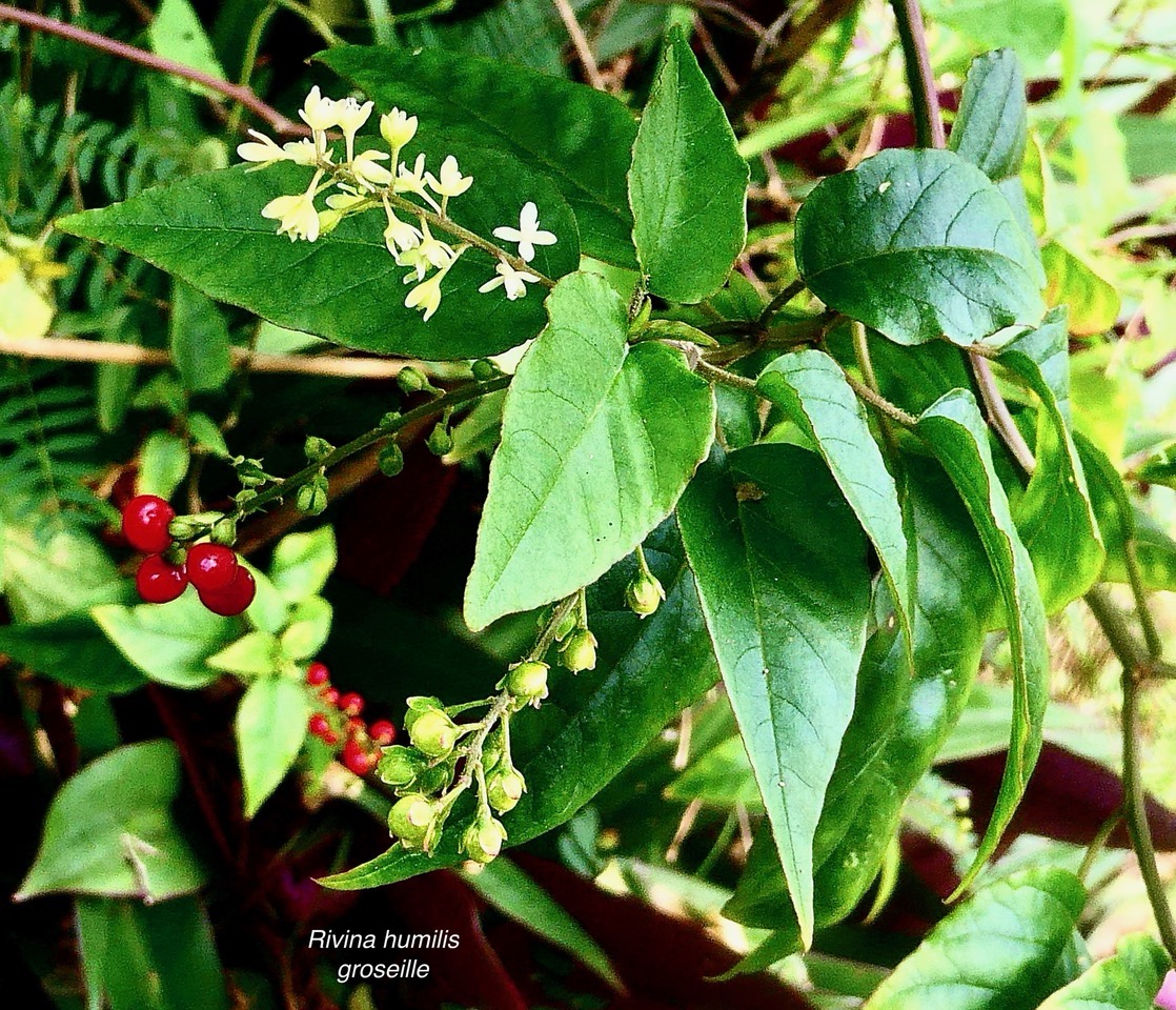 Rivina humilis.groseille.petiveriaceae.assimilé indigène. (2).jpeg