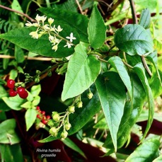Rivina humilis.groseille.petiveriaceae.assimilé indigène. (2).jpeg