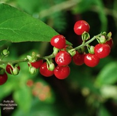 Rivina humilis.groseille.petiveriaceae.assimilé indigène..jpeg
