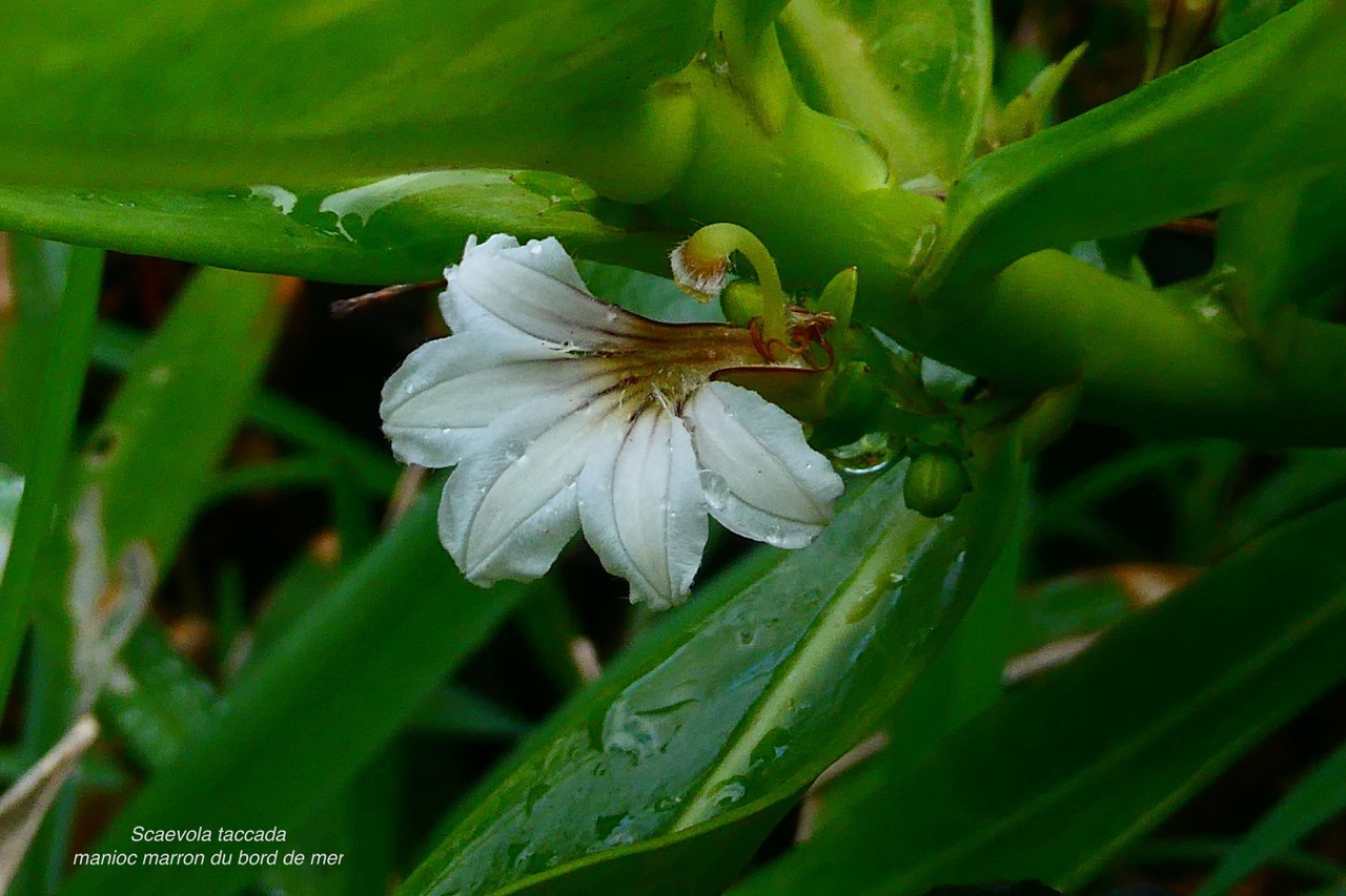 Scaevola taccada.manioc marron du bord de mer.goodeniaceae.espèce.jpeg