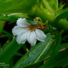 Scaevola taccada.manioc marron du bord de mer.goodeniaceae.espèce.jpeg