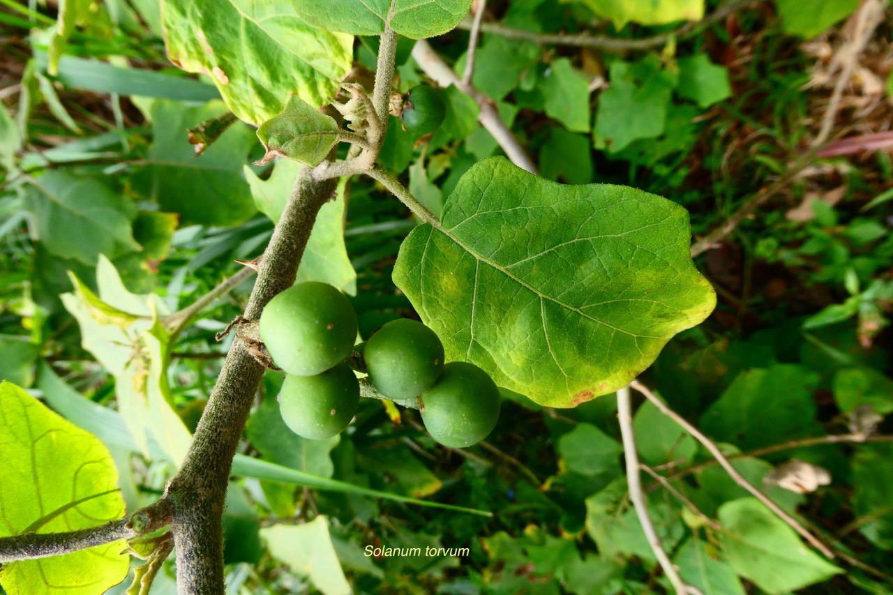 Solanum torvum.aubergine sauvage. ( avec fruits ) solanaceae.stenonaturalisé..jpeg