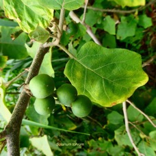 Solanum torvum.aubergine sauvage. ( avec fruits ) solanaceae.stenonaturalisé..jpeg