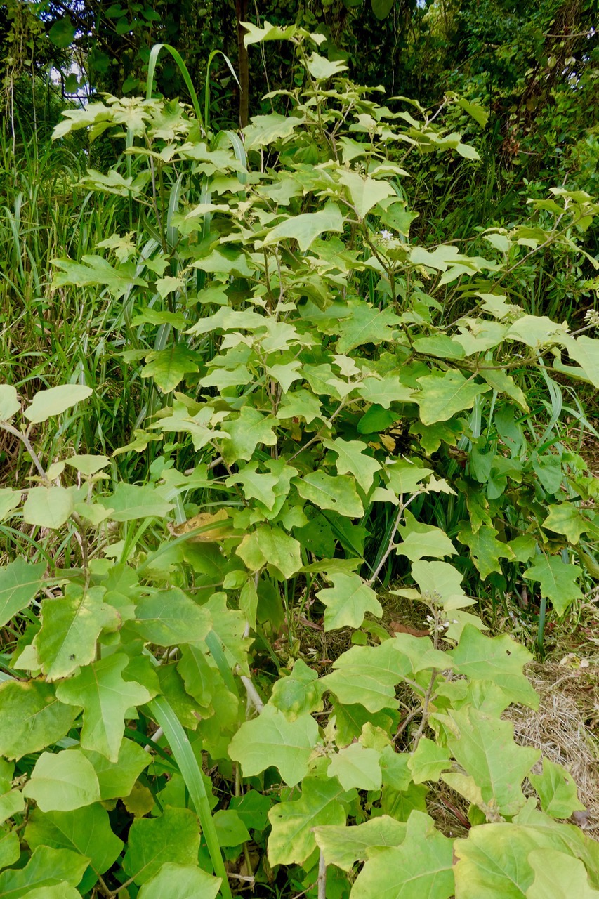 Solanum torvum.aubergine sauvage.solanaceae.stenonaturalisé. (1).jpeg