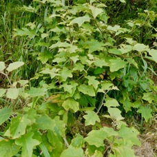 Solanum torvum.aubergine sauvage.solanaceae.stenonaturalisé. (1).jpeg