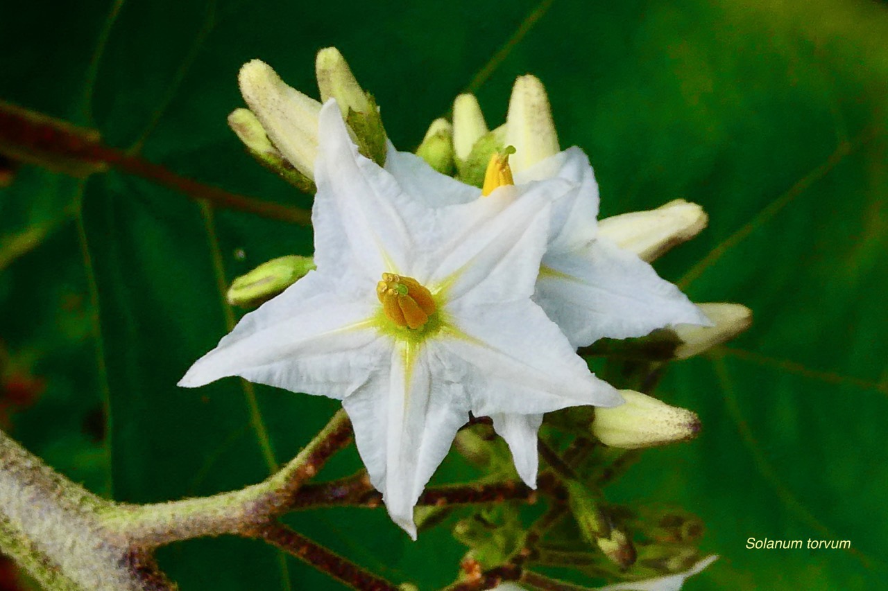 Solanum torvum.aubergine sauvage.solanaceae.stenonaturalisé..jpeg