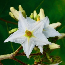 Solanum torvum.aubergine sauvage.solanaceae.stenonaturalisé..jpeg