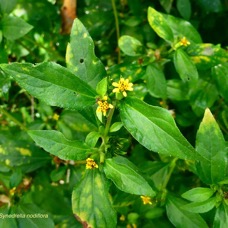 Synedrella nodiflora.cochon gras. asteraceae.amphinaturalisée.espèce envahissante. (1).jpeg