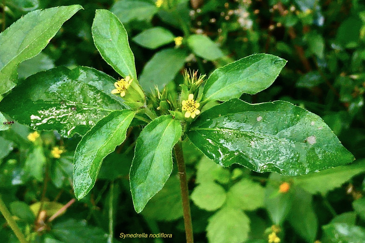 Synedrella nodiflora.cochon gras. asteraceae.amphinaturalisée.espèce envahissante..jpeg