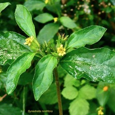 Synedrella nodiflora.cochon gras. asteraceae.amphinaturalisée.espèce envahissante..jpeg