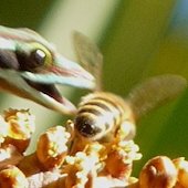 Les larcins du Phelsuma : Bijoux vivants dans les lataniers en fleur  16OCT2016