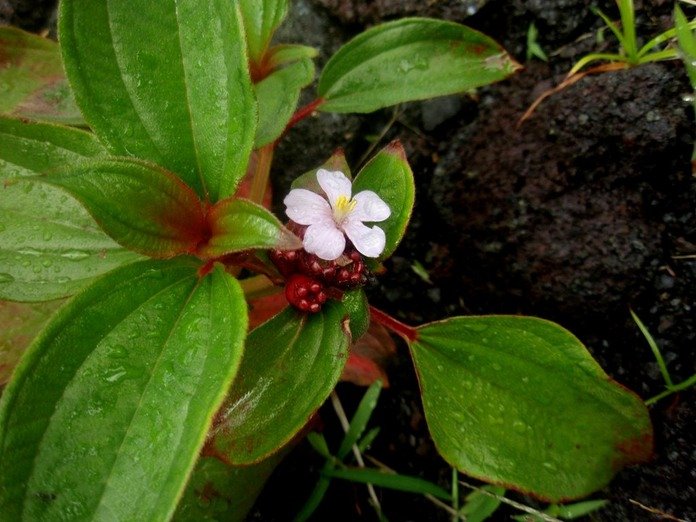 P1010045