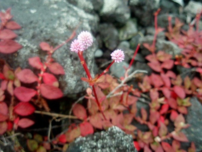 P1010074