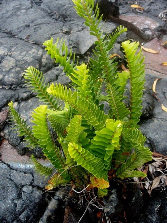 P1010078