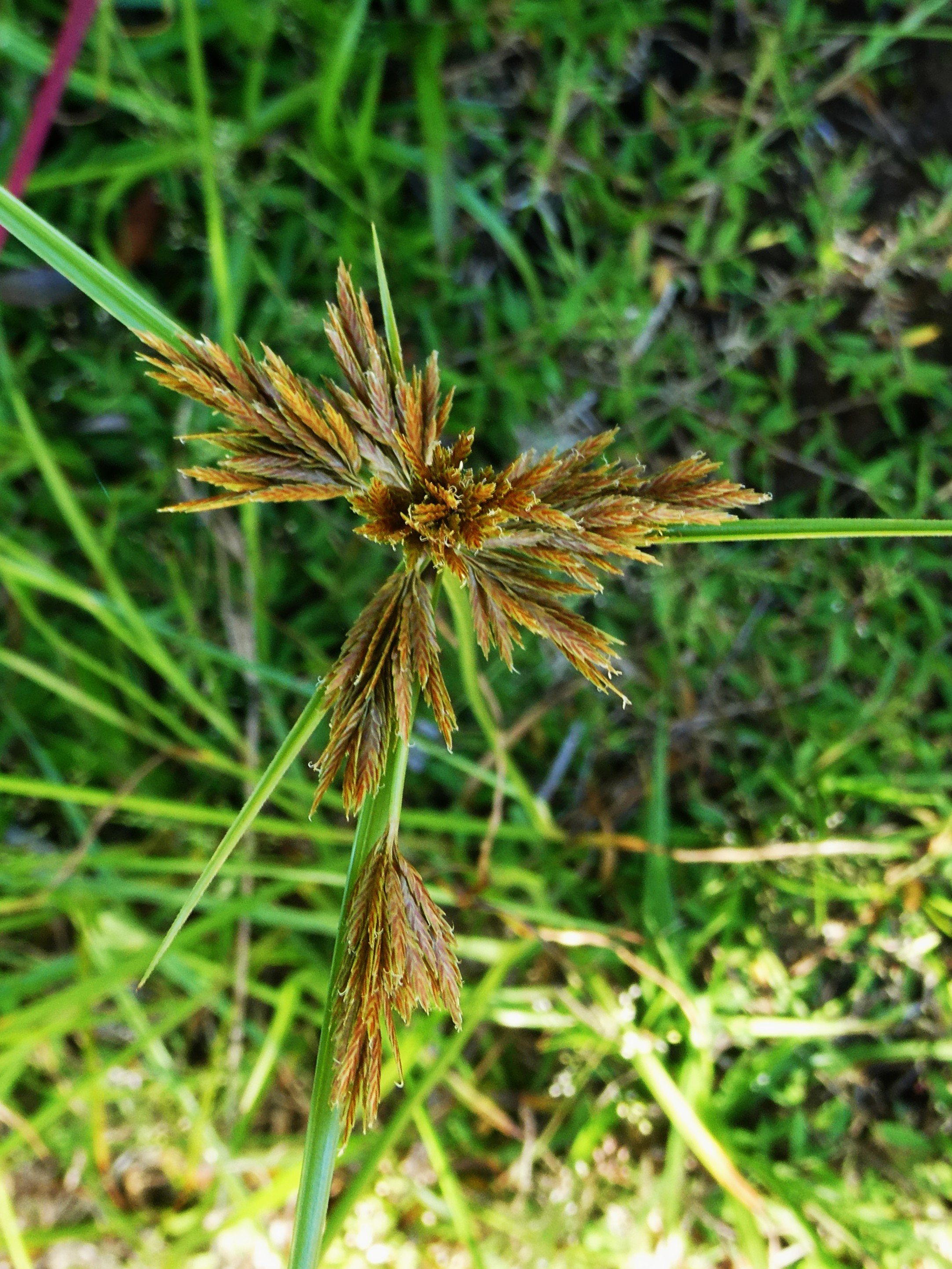 Cyperus polystachyos