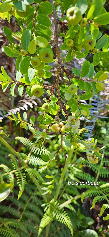1 Breynia retusa Bois corbeau Phyllanthaceae STENONATURALISE ENVAHISSANT 