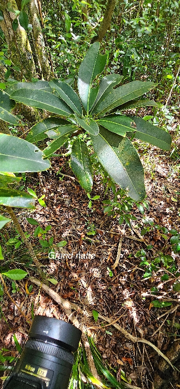 10 Mimusops balata Grand natte Sapotaceae ENDEMIQUE LA REUNION, MAURICE 