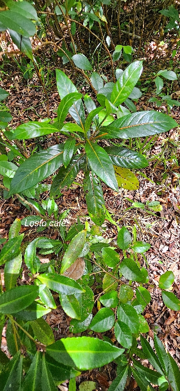 11 Gaertnera vaginata Losto café R ubiaceae ENDEMIQUE LA REUNION