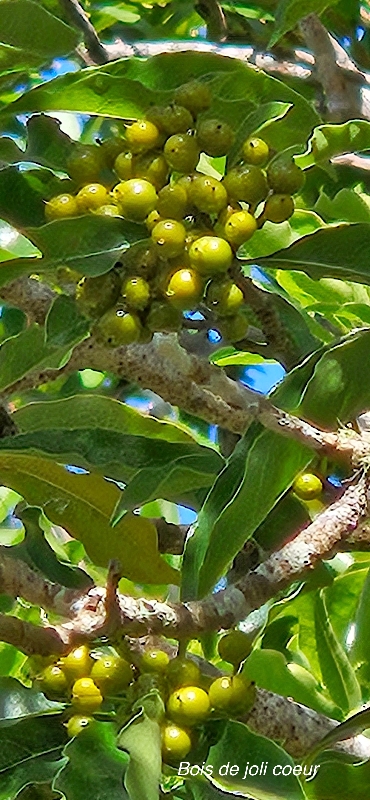 12 Pittosporum senacia Bois de joli coeur Pittosporaceae ENDEMIQUE LA REUNION 