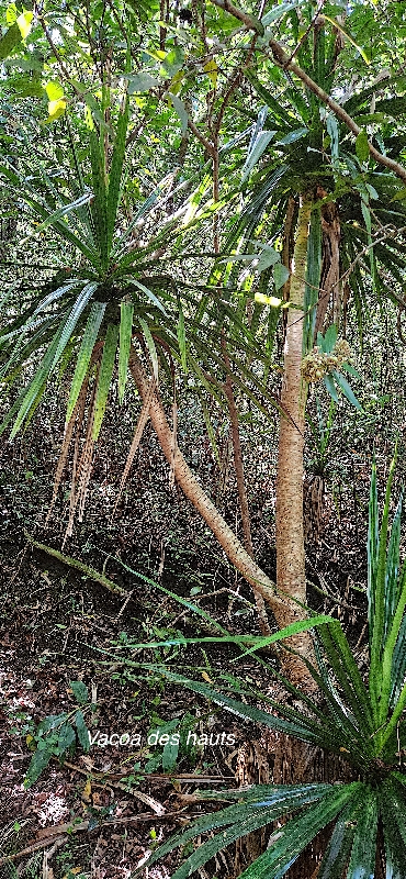 13 Pandanus purpurascens Vacoa des hauts Pandanaceae ENDEMIQUE LA REUNION 