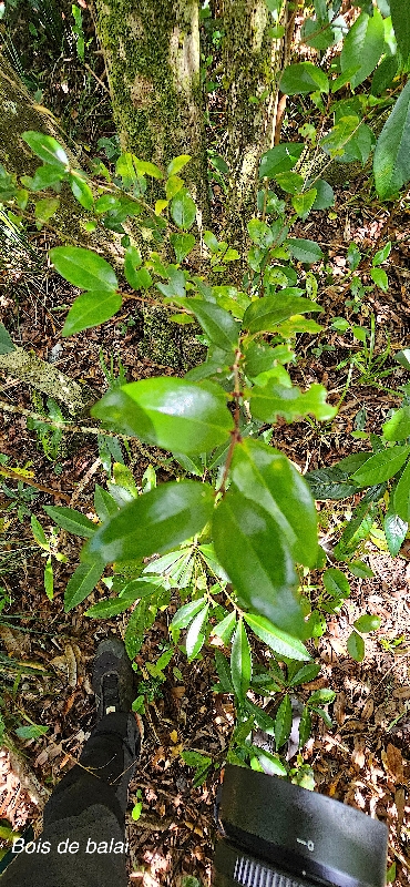 14 Memecylon confusum Bois de balai Melastomataceae ENDEMIQUE LA REUNION 