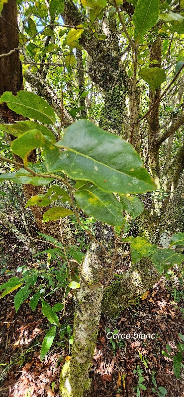15 Homalium paniculatum Corce blanc Salicaceae ENDEMIQUE LA REUNION, MAURICE