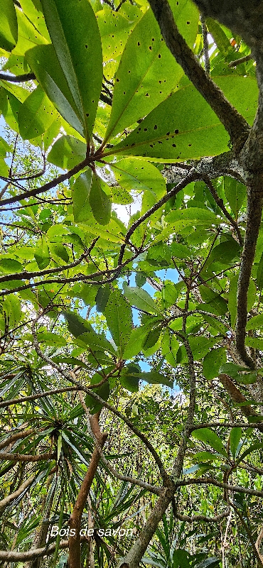 16  Badula barthesia Bois de savon Primulaceae ENDEMIQUE LA REUNION 