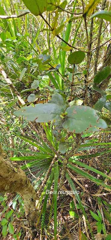 17 Pyrostria orbicularis Bois mussard Rubiaceae ENDEMIQUE LA REUNION