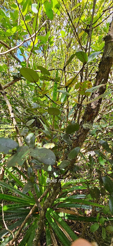18 Pyrostria orbicularis Bois mussard Rubiaceae ENDEMIQUE LA REUNION