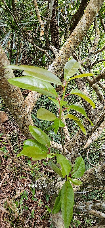19 Apodytes dimidiata Peau gris Icacinaceae ENDEMIQUE LA REUNION