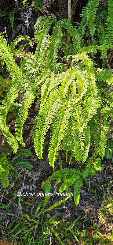 2 Dichranopteris linearis Gleicheniaceae INDIGENE LA REUNION