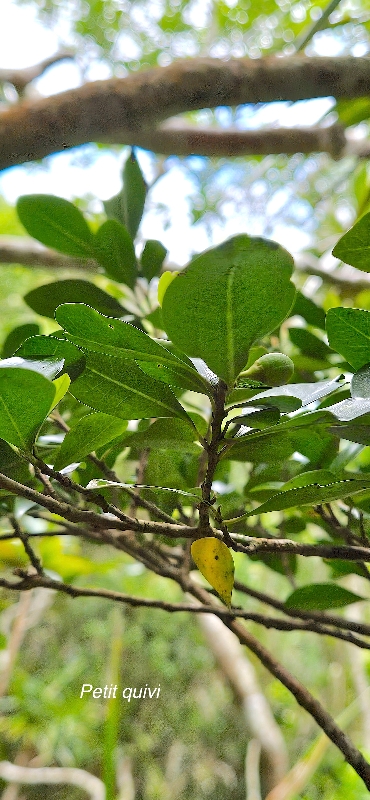 20 Turraea ovata  Petit quivi Meliaceae ENDEMIQUE LA REUNION, MAURICE 