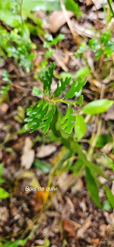 21 Turraea thouarsiana Bois de quivi Meliaceae ENDEMIQUE LA REUNION, MAURICE 