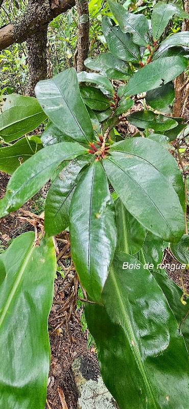 22 Erythroxylum laurifolium Bois de rongue Erythroxylaceae ENDEMIQUE LA REUNION,MAURICE