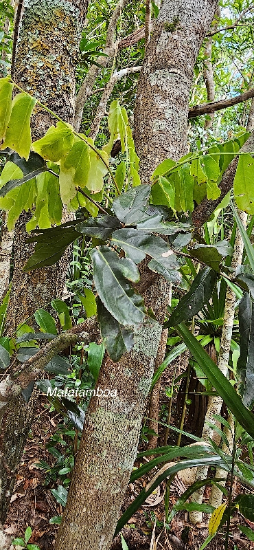 23 Cnestis glabra Mafatamboa Connaraceae INDIGENE LA REUNION 