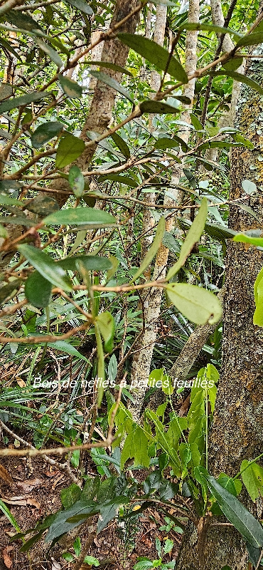 24 Eugenia buxifolia Bois de NEFLES A petite feuilles Myrtaceae ENDEMIQUE LA REUNION