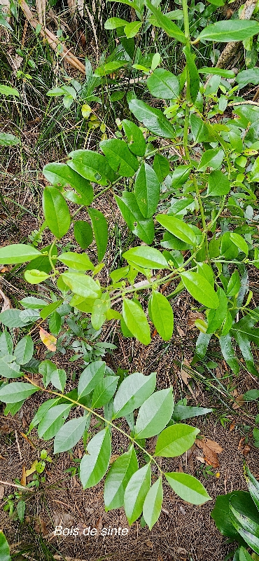 25 Scutia myrtina Bois de sinte Rhamnaceae INDIGENE LA REUNION 