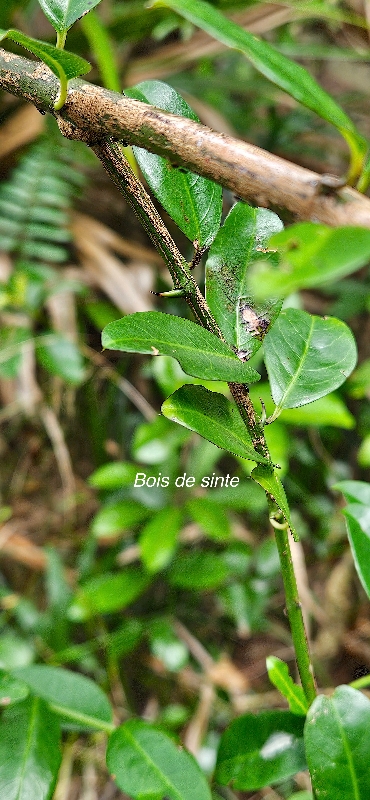 26 Scutia myrtina Bois de sinte Rhamnaceae INDIGENE LA REUNION