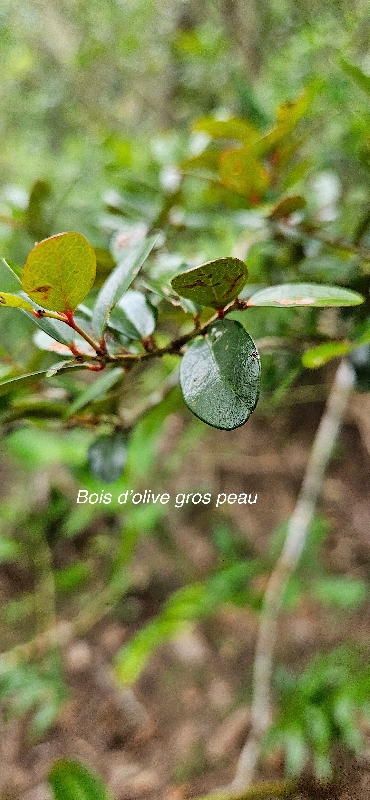27 Pleurostylia pachyphloea Bois d'olive gros peau Celastraceae ENDEMIQUE LA REUNION