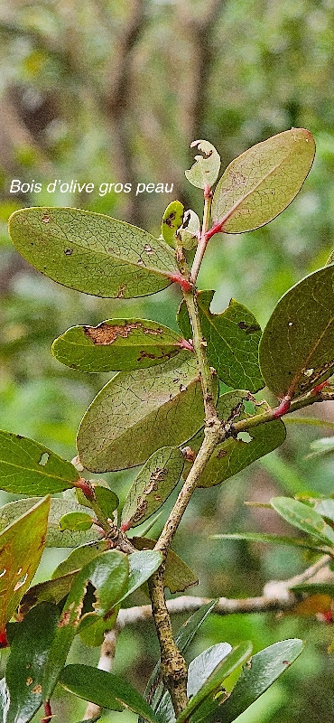 28 Pleurostylia pachyphloea Bois d'olive gros peau Celastraceae ENDEMIQUE LA REUNION