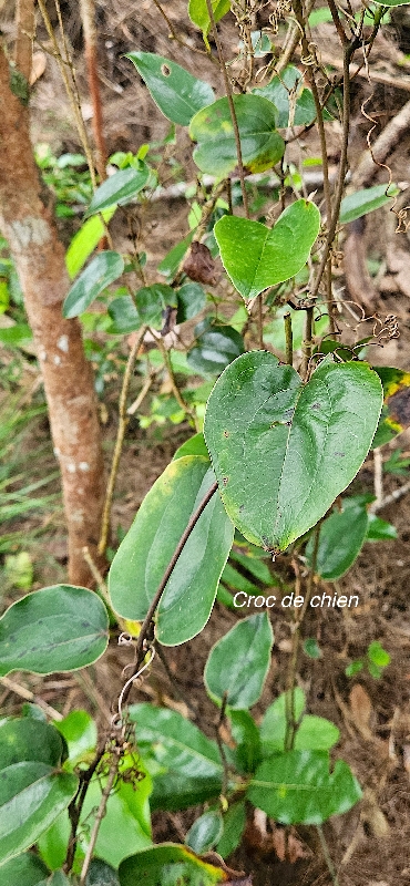 29 Smilax anceps Croc de chien Smilacaceae INDIGENE LA REUNION