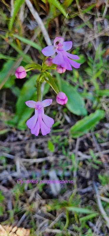 3 Cynorkis purpurascens Orchidaceae INDIGENE LA  REUNION