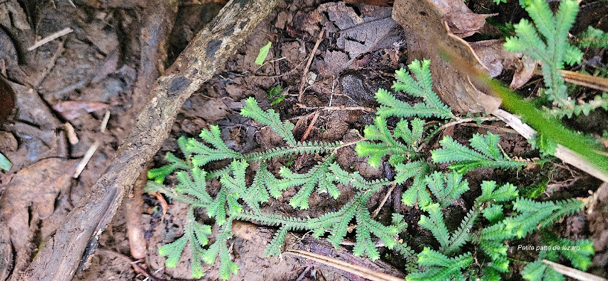30 Selaginella obtusa Petite patte de LEZARD Selaginellaceae INDIGENE LA REUNION