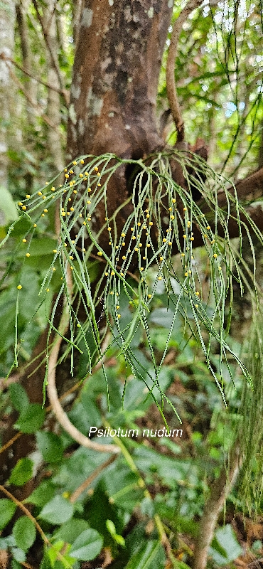 31 Psilotum nudum Psilotaceae INDIGENE LA REUNION