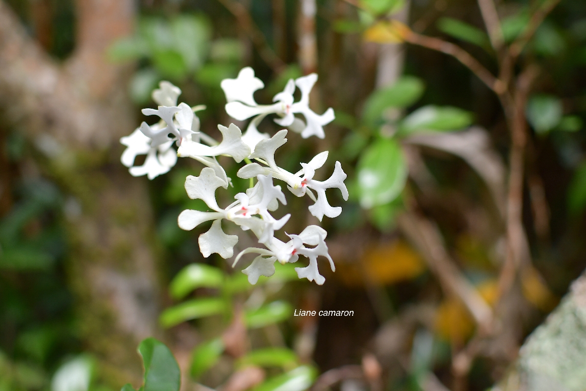 32 Cryptopus elatus Liane camaron Orchidaceae ENDEMIQUE LA REUNION, MAURICE